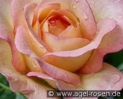 Feminine Touch kaufen, click for more details Feminine Touch