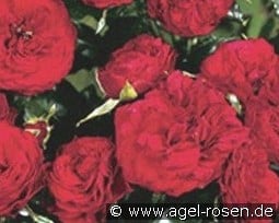 Feuerland kaufen, click for more details Feuerland