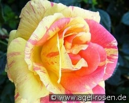 Fidji kaufen, click for more details Fidji