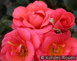 Flamingo '22 kaufen, click for more details Flamingo '22