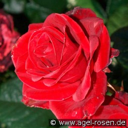 Florence Flower Circus kaufen, click for more details Florence Flower Circus