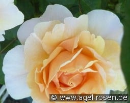 Floriana kaufen, click for more details Floriana