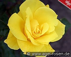 Friesia kaufen, click for more details Friesia