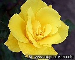 Friesia kaufen, click for more details Friesia
