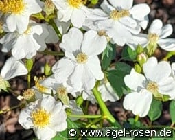 Frigga kaufen, click for more details Frigga