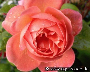 From Far Away - Plant'n'Relax