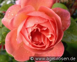 From Far Away - Plant'n'Relax kaufen, click for more details From Far Away - Plant'n'Relax