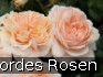 Buy Garden of Roses syn. Cream Flower Circus