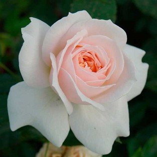 Garden of Roses syn. Cream Flower Circus