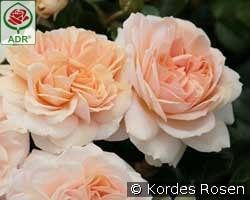 Garden of Roses syn. Cream Flower Circus