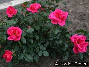 Gartenfreund