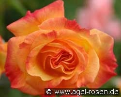 Gartenspaß kaufen, click for more details Gartenspaß