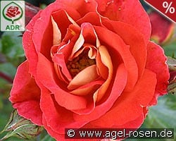 Gebrüder Grimm kaufen, click for more details Gebrüder Grimm