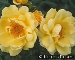 Gelber Engel kaufen, click for more details Gelber Engel