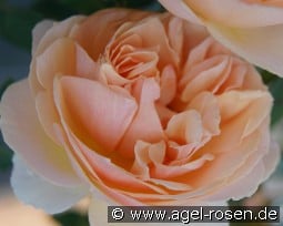 Geneviève Orsi kaufen, click for more details Geneviève Orsi