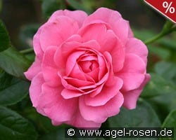 Giliane kaufen, click for more details Giliane