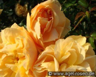 Gold Blush