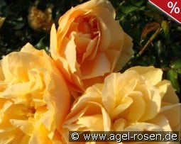 Gold Blush kaufen, click for more details Gold Blush