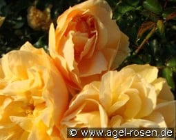 Gold Blush kaufen, click for more details Gold Blush