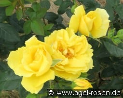 Goldbeet kaufen, click for more details Goldbeet