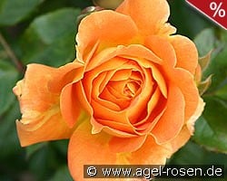 Goldelse kaufen, click for more details Goldelse