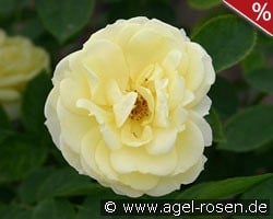 Golden Border kaufen, click for more details Golden Border