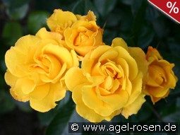 Goldmarie