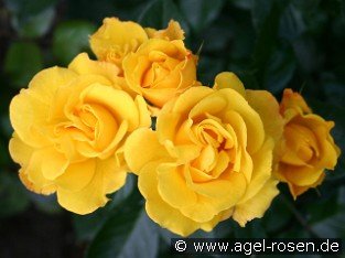Goldmarie