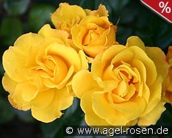 Goldmarie kaufen, click for more details Goldmarie