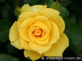 Goldquelle
