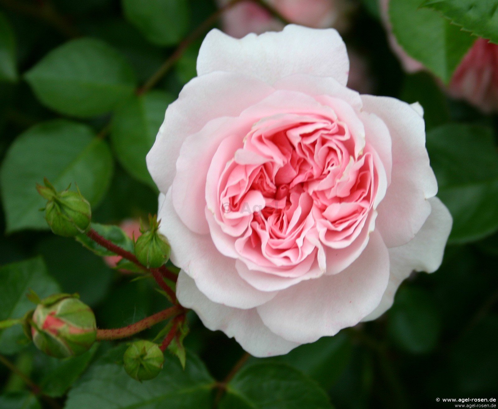 Buy Granny ® Floribunda Rose Agel Rosen
