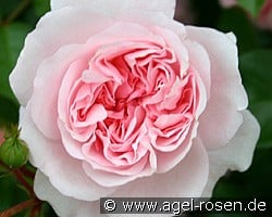 Granny kaufen, click for more details Granny