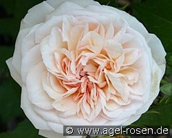 Gruß an Aachen kaufen, click for more details Gruß an Aachen