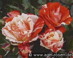 Hanky Panky kaufen, click for more details Hanky Panky