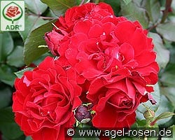 Happy Wanderer kaufen, click for more details Happy Wanderer