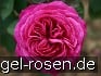 Buy Heidi Klum Rose