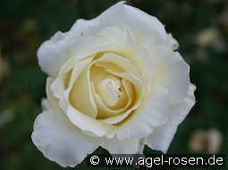 Helga kaufen, click for more details Helga