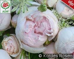 Herzogin Christiana kaufen, click for more details Herzogin Christiana