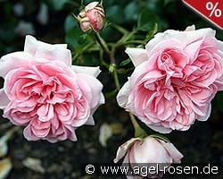 Home & Garden kaufen, click for more details Home & Garden