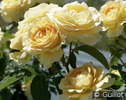 Honey Bouquet kaufen, click for more details Honey Bouquet