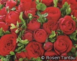 Hot Rokoko kaufen, click for more details Hot Rokoko