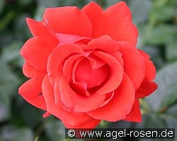 Hurrican kaufen, click for more details Hurrican