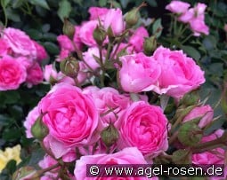 I am Grateful - Plant'n'Relax kaufen, click for more details I am Grateful - Plant'n'Relax