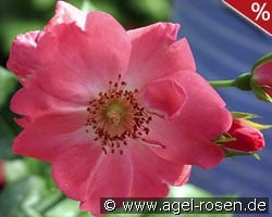 IGA Erfurt kaufen, click for more details IGA Erfurt