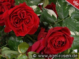 Ile Rouge