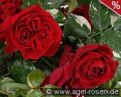 Ile Rouge kaufen, click for more details Ile Rouge