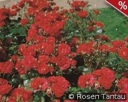 Ingrid Weibull kaufen, click for more details Ingrid Weibull