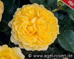 Inka kaufen, click for more details Inka