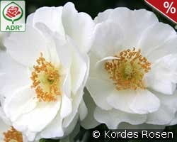 Innocencia kaufen, click for more details Innocencia