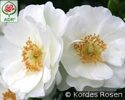 Innocencia kaufen, click for more details Innocencia
